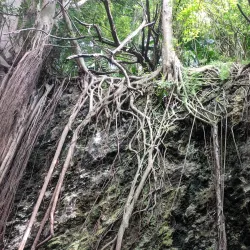 Paget Marsh Nature Reserve - Paget Parish