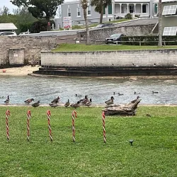 Somerset Bridge - Paget Parish