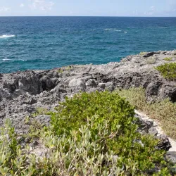 Spittal Pond Nature Reserve - Paget Parish