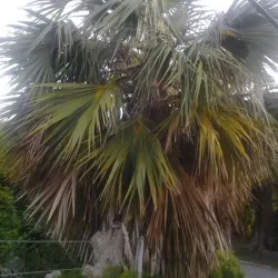 Fort Hamilton - Pembroke