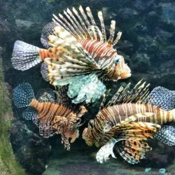 Bermuda Aquarium, Museum and Zoo (BAMZ) - Smiths