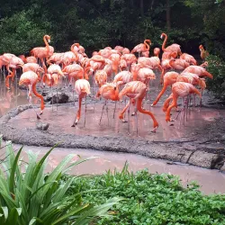 Bermuda Aquarium, Museum and Zoo (BAMZ) - Smiths