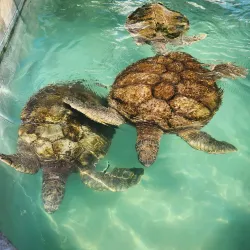 Bermuda Aquarium, Museum and Zoo (BAMZ) - Smiths