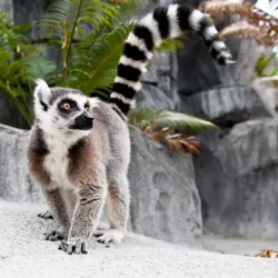 Bermuda Aquarium, Museum and Zoo (BAMZ) - Smiths