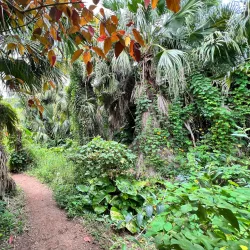 Tom Moore's Jungle - Smiths