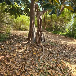 Tom Moore's Jungle - Smiths