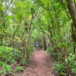 Tom Moore's Jungle - Smiths