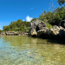 Tom Moore's Jungle - Smiths