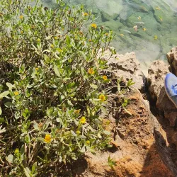 Tom Moore's Jungle - Smiths