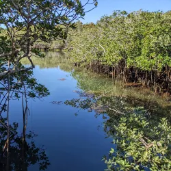 Tom Moore's Jungle - Smiths