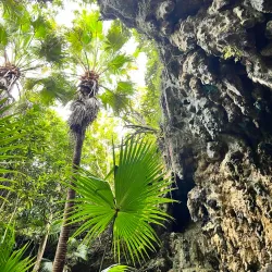 Tom Moore's Jungle - Smiths