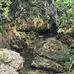 Tom Moore's Jungle - Smiths