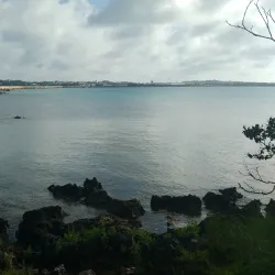 Tom Moore's Jungle - Smiths