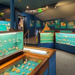 Bermuda Underwater Exploration Institute - Warwick