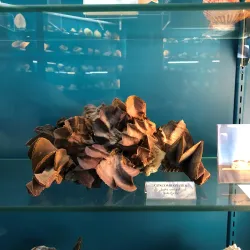 Bermuda Underwater Exploration Institute - Warwick