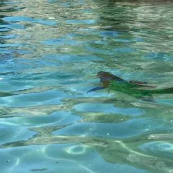 Jobson's Cove - Warwick