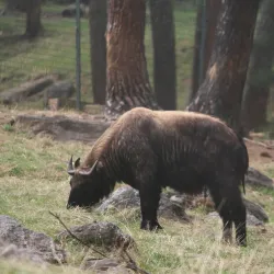 Motithang Takin Preserve - Thimphu