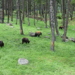 Motithang Takin Preserve - Thimphu