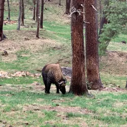 Motithang Takin Preserve - Thimphu
