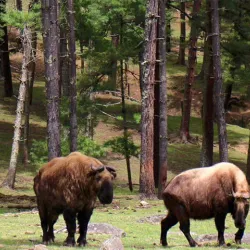Motithang Takin Preserve - Thimphu