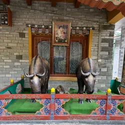 Motithang Takin Preserve - Thimphu