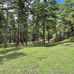 Motithang Takin Preserve - Thimphu