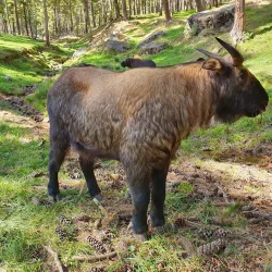Motithang Takin Preserve - Thimphu