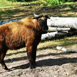Motithang Takin Preserve - Thimphu