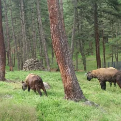 Motithang Takin Preserve - Thimphu