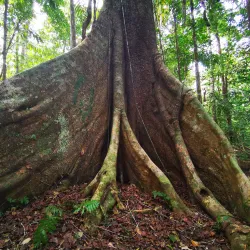 Madidi National Park (Access Point) - Apolo