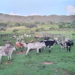 San Miguel de Apolo - Apolo