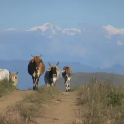 San Miguel de Apolo - Apolo