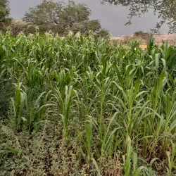 San Miguel de Apolo - Apolo