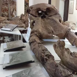 Museo Paleontológico - Tarija