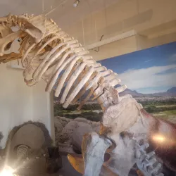 Museo Paleontológico - Tarija