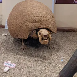 Museo Paleontológico - Tarija