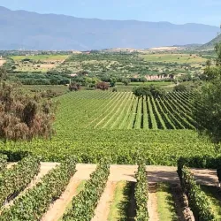 Viñedos de Tarija (Tarija Vineyards) - Tarija