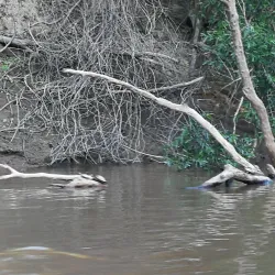 Ibare River - Trinidad