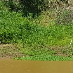 Ibare River - Trinidad