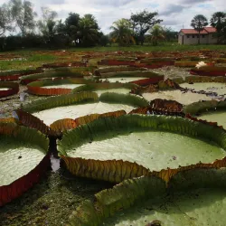 Laguna Suárez - Trinidad