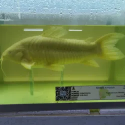 Museo Iténez - Trinidad