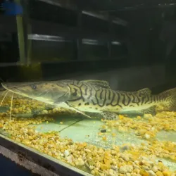 Museo Iténez - Trinidad