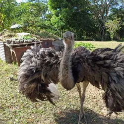 Reserva Ecológica Beni - Trinidad