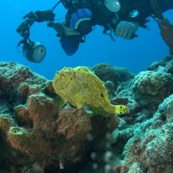 Bari Reef - Kralendijk