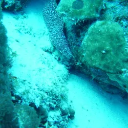 Bari Reef - Kralendijk