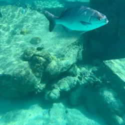 Bari Reef - Kralendijk