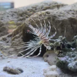 Bonaire Museum - Kralendijk