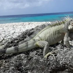 Bonaire National Marine Park - Kralendijk