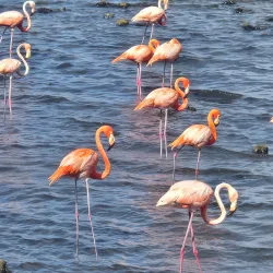 Bonaire National Marine Park - Kralendijk