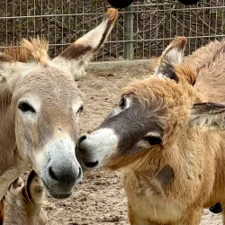Donkey Sanctuary Bonaire - Kralendijk